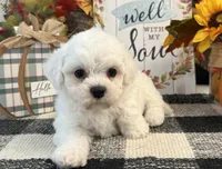 Brody, a male Bichon Frise for sale in Shipshewana, IN – 3 of 6