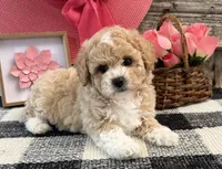 Galena, a female Bichon Frise and Poodle - Toy  for sale in Shipshewana, IN – 2 of 6