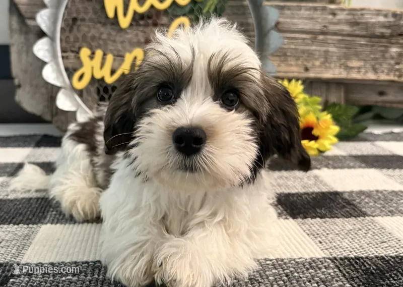 Remington – Havanese puppy for sale in Shipshewana, IN