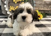 Remington, a male Havanese for sale in Shipshewana, IN – 1 of 7