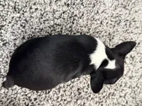 Gemma, a female Boston Terrier for sale in Shipshewana, IN – 5 of 7