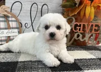 Dakota, a female Bichon Frise for sale in Shipshewana, IN – 4 of 6