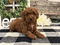 Terah, a female Poodle - Miniature  for sale in Shipshewana, IN – Photo 3 of 6
