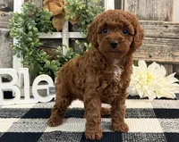 Terah, a female Poodle - Miniature  for sale in Shipshewana, IN – Photo 2 of 6