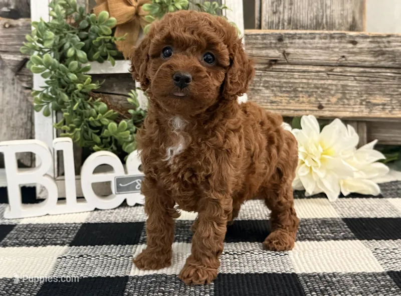 Terah – Poodle - Miniature  puppy for sale in Shipshewana, IN