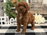 Terah, a female Poodle - Miniature  for sale in Shipshewana, IN – Photo 1 of 6