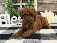 Terah, a female Poodle - Miniature  for sale in Shipshewana, IN – Photo 4 of 6