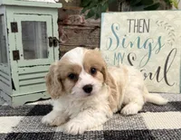 Dylan, a male Bichon Frise and Cavalier King Charles Spaniel for sale in Shipshewana, IN – 2 of 6