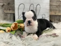 Alto, a male Boston Terrier for sale in Shipshewana, IN – Photo 2 of 4