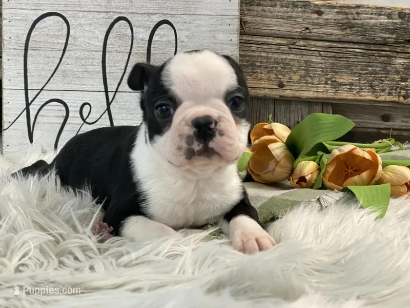 Alto – Boston Terrier puppy for sale in Shipshewana, IN