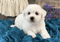 Terrence, a male Bichon Frise for sale in Shipshewana, IN – 2 of 6