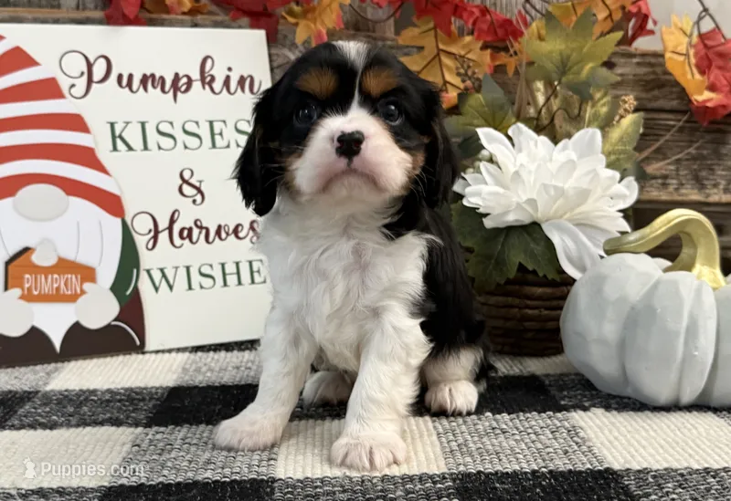 Jennings – Cavalier King Charles Spaniel puppy for sale in Shipshewana, IN