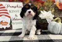 Jennings, a male Cavalier King Charles Spaniel for sale in Shipshewana, IN – 1 of 6