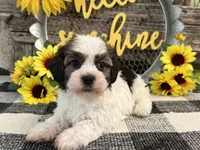 Remington, a male Havanese for sale in Shipshewana, IN – 2 of 6