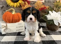 Jaycee, a female Cavalier King Charles Spaniel for sale in Shipshewana, IN – 3 of 6