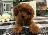 Kullin, a male Cavalier King Charles Spaniel and Poodle - Toy  for sale in Shipshewana, IN – 4 of 6