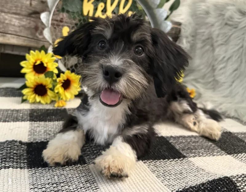 Rio – Havanese puppy for sale in Shipshewana, IN