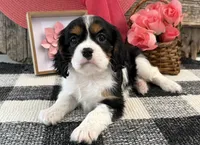 Monique, a female Cavalier King Charles Spaniel for sale in Shipshewana, IN – 2 of 6