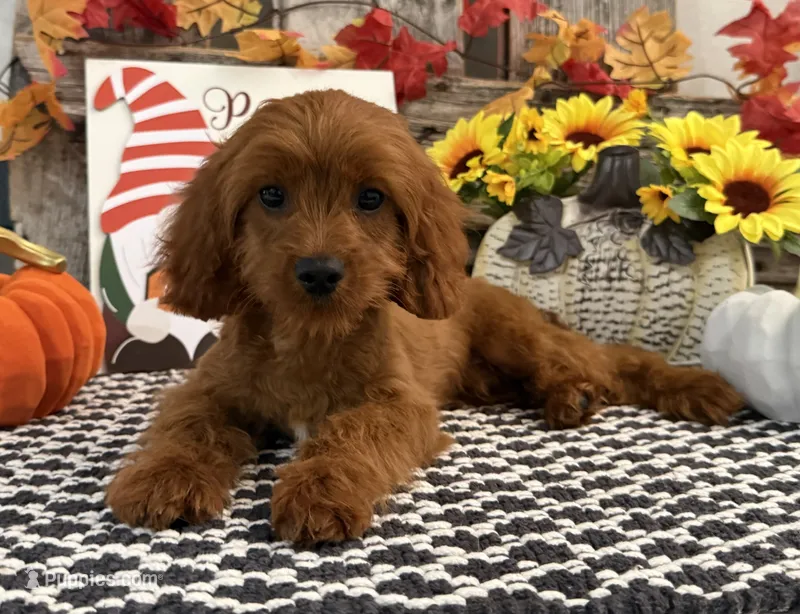 Kullin – Cavalier King Charles Spaniel, Poodle - Toy  puppy for sale in Shipshewana, IN