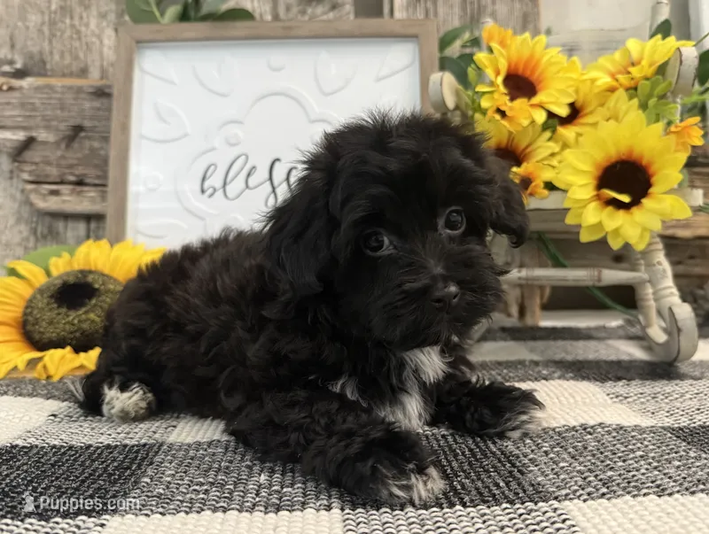 Bronson – Havanese, Poodle - Miniature  puppy for sale in Shipshewana, IN