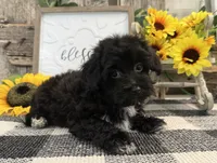 Bronson, a male Havanese and Poodle - Miniature  for sale in Shipshewana, IN – 2 of 6