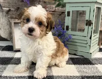 Holden, a male Havanese for sale in Shipshewana, IN – 4 of 6