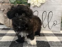 Bella, a female Havanese and Poodle - Miniature  for sale in Shipshewana, IN – 3 of 6