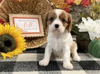 Jazmin, a female Cavalier King Charles Spaniel for sale in Shipshewana, IN – 3 of 6
