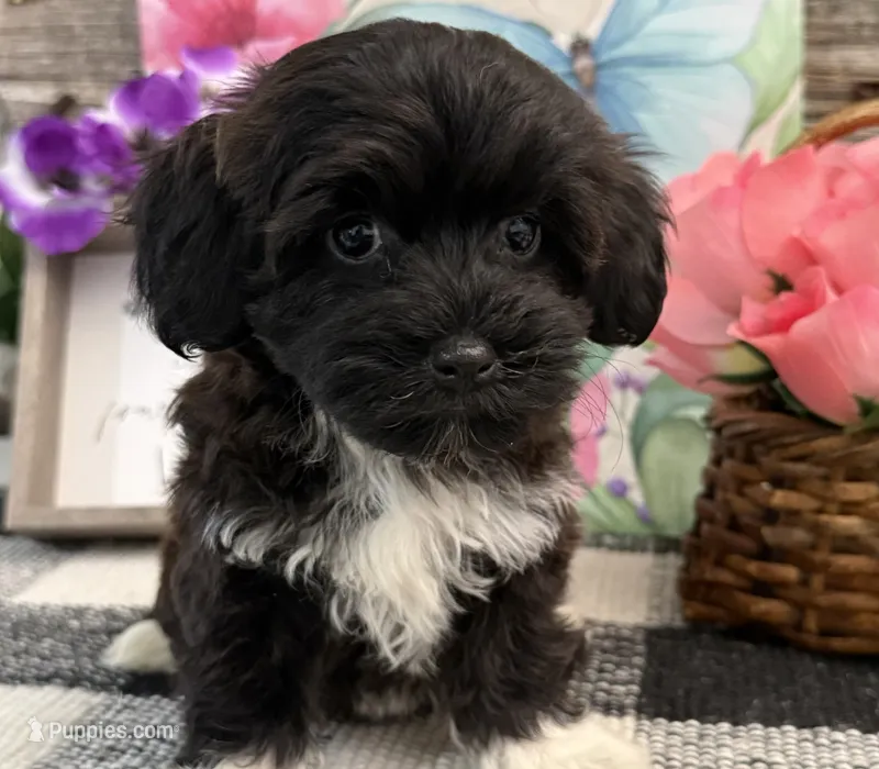 London – Havanese, Poodle - Toy  puppy for sale in Shipshewana, IN