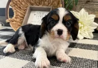 Miles, a male Cavalier King Charles Spaniel for sale in Shipshewana, IN – 4 of 6
