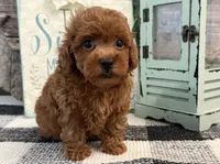 Beacon, a male Poodle - Toy  for sale in Shipshewana, IN – 3 of 6