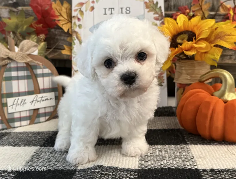 Brody – Bichon Frise puppy for sale in Shipshewana, IN
