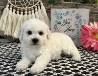 Worthy, a female Bichon Frise for sale in Shipshewana, IN – 3 of 6