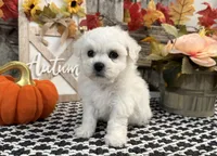 Satchel, a male Bichon Frise for sale in Shipshewana, IN – 3 of 6