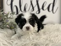 Darling, a female Havanese for sale in Shipshewana, IN – Photo 4 of 4