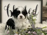 Darling, a female Havanese for sale in Shipshewana, IN – Photo 1 of 4