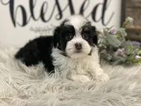 Darling, a female Havanese for sale in Shipshewana, IN – Photo 2 of 4