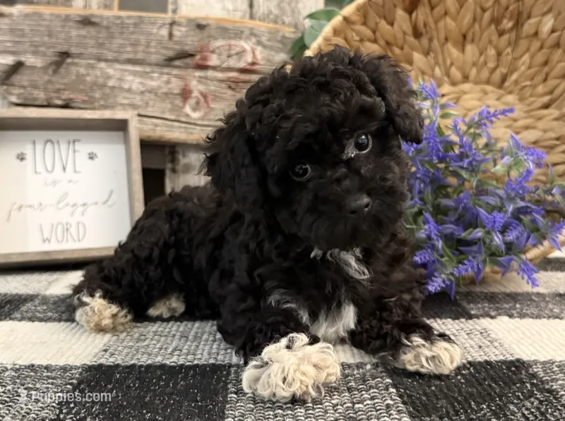 Lance – Havanese, Poodle - Toy  puppy for sale in Shipshewana, IN