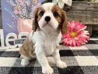 Morgan, a female Cavalier King Charles Spaniel for sale in Shipshewana, IN – 2 of 6