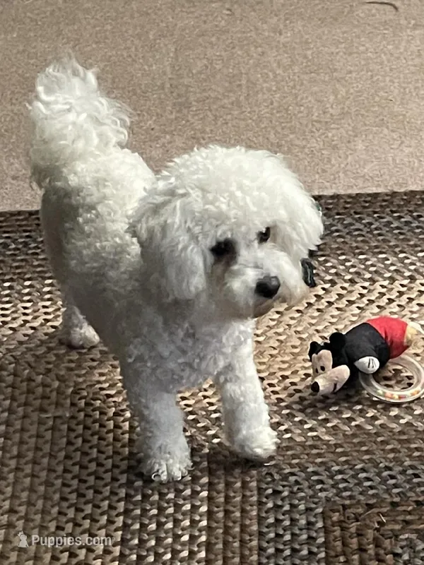 Fortress, a female Bichon Frise for sale in Shipshewana, IN – Photo 1 of 1