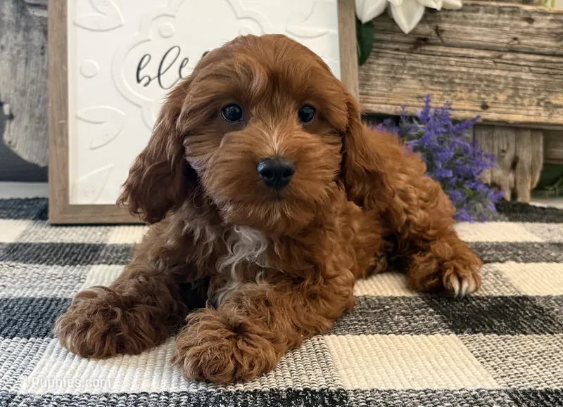 Phelps – Cavalier King Charles Spaniel, Poodle - Toy  puppy for sale in Shipshewana, IN