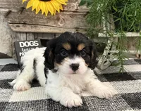 Dash, a male Bichon Frise and Cavalier King Charles Spaniel for sale in Shipshewana, IN – 4 of 6