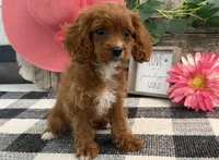 Nevada, a female Cavalier King Charles Spaniel and Poodle - Miniature  for sale in Shipshewana, IN – 2 of 6