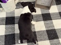 Oscar, a male Boston Terrier for sale in Shipshewana, IN – 5 of 7