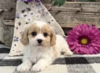 Darby, a female Bichon Frise and Cavalier King Charles Spaniel for sale in Shipshewana, IN – 4 of 6