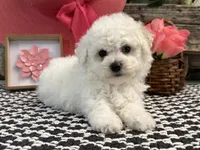 Warsaw, a female Bichon Frise for sale in Shipshewana, IN – 2 of 6