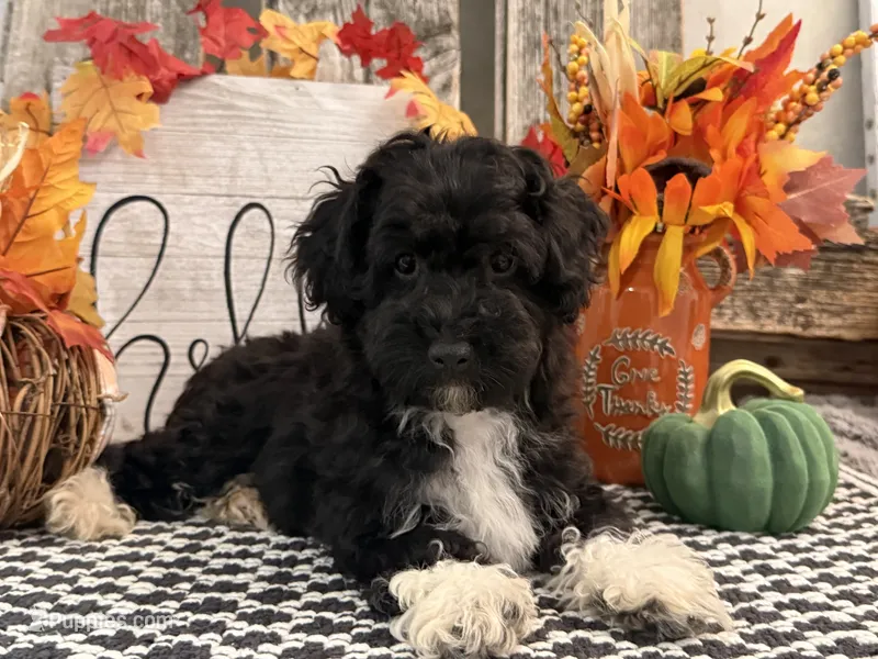 Laporte – Havanese, Poodle - Toy  puppy for sale in Shipshewana, IN
