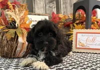 Lando, a male Havanese and Poodle - Toy  for sale in Shipshewana, IN – 2 of 6