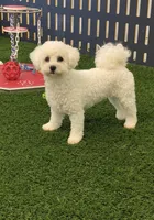Sentry, a male Bichon Frise for sale in Shipshewana, IN – 6 of 6