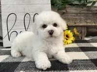 Sentry, a male Bichon Frise for sale in Shipshewana, IN – 4 of 6